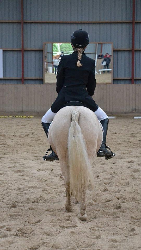 Welsh Pony (sec B) Sundance - Så har i set min dejlige dreng!
tak fordi i så med
læg gerne en bedømmelse og kommentar! :-) billede 20