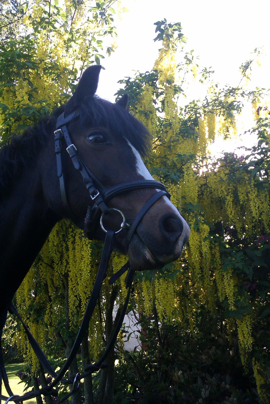 Welsh Pony (sec B) Lyngvejens Malu - Smukke Malu under guldregnen<3<3 billede 2