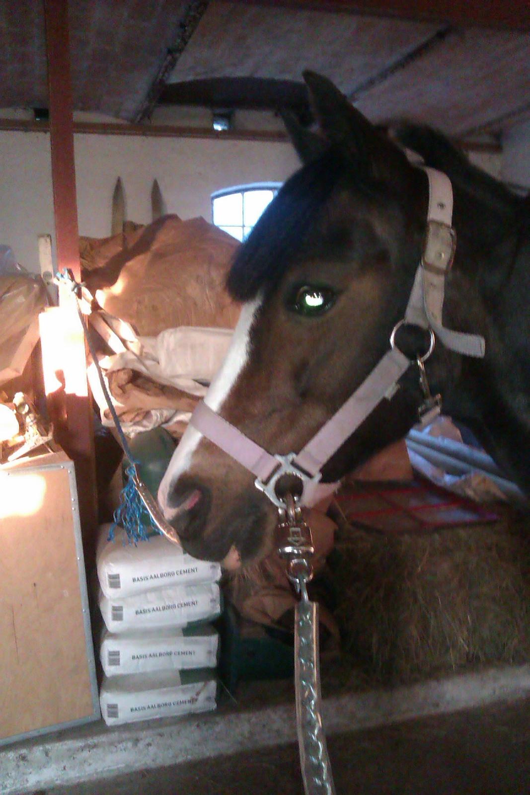 Welsh Pony (sec B) Lyngvejens Malu billede 16