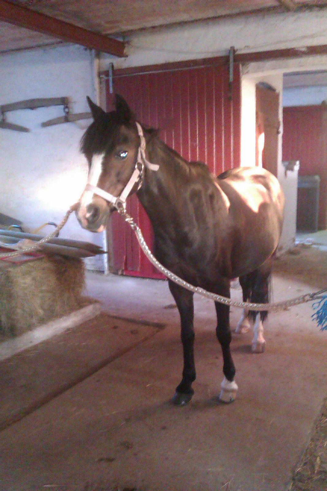 Welsh Pony (sec B) Lyngvejens Malu - smukke lille Malu billede 17