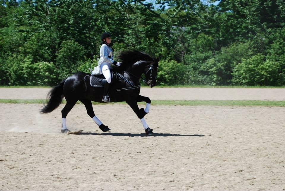 Frieser Wictoria von Inger-Marienlund - Wictoria i opvarmningen til Hjallerup Marked 2013 billede 11