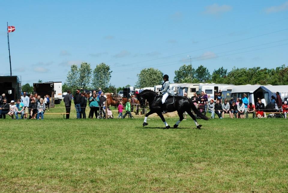 Frieser Wictoria von Inger-Marienlund - Wictoria og Eline til Hjallerup Marked.. billede 13