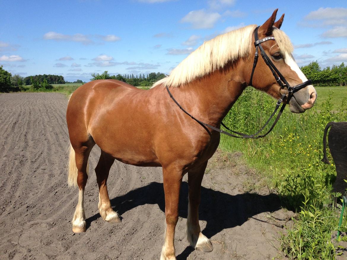 Welsh Cob (sec D) Roxette Royal - Rox sommer 2013 :-)  billede 21