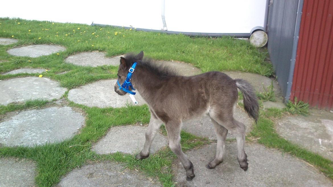Shetlænder Samson billede 13