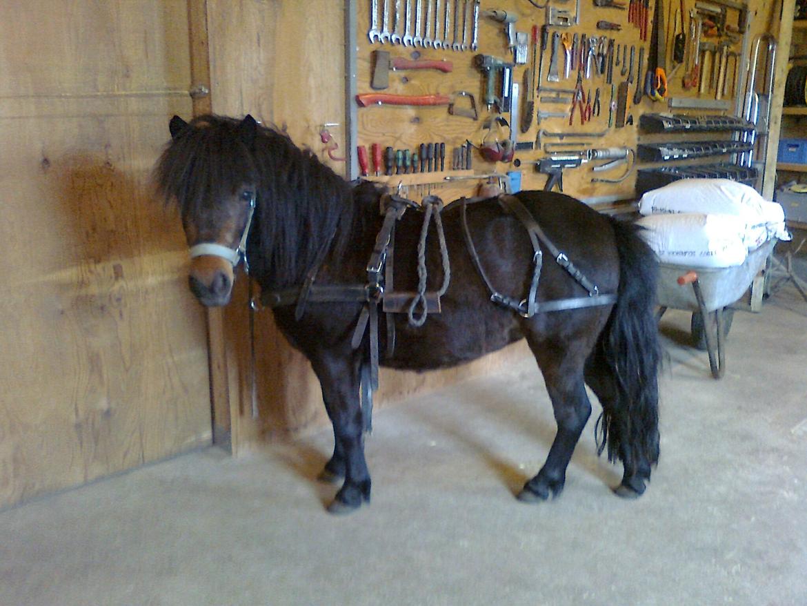 Shetlænder Søgårdens Prinsesse Fiona - En dame der er klar til at bestille noget. billede 15