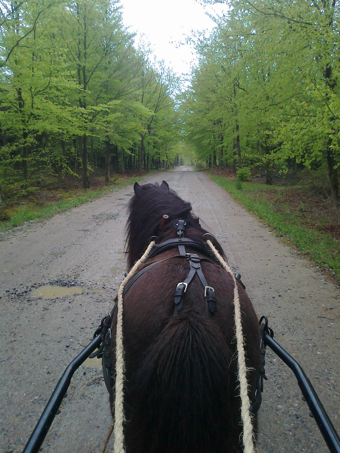 Shetlænder Søgårdens Prinsesse Fiona billede 1