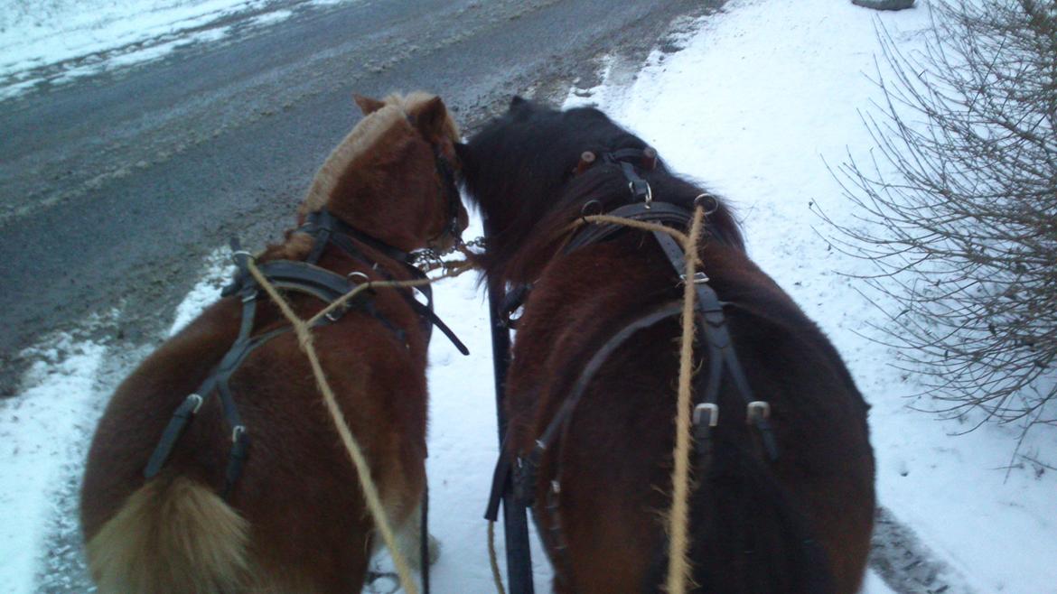 Shetlænder Søgårdens Prinsesse Fiona billede 16