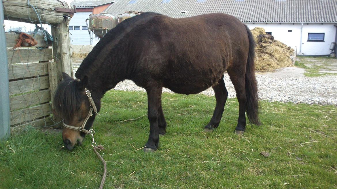 Shetlænder Søgårdens Prinsesse Fiona - Et par uger før hun fik Samson. billede 17