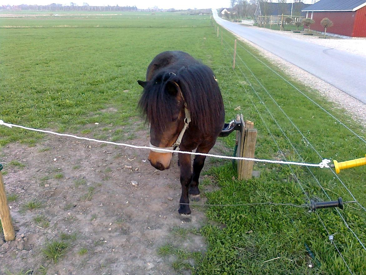 Shetlænder Søgårdens Prinsesse Fiona billede 18