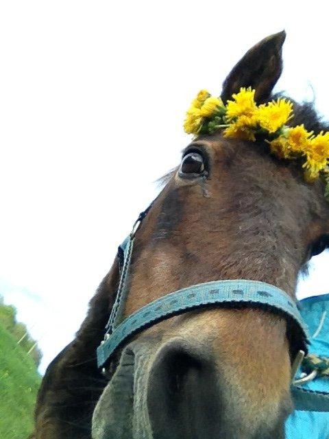 Welsh Mountain (sec A) Dikkie!<3 billede 1
