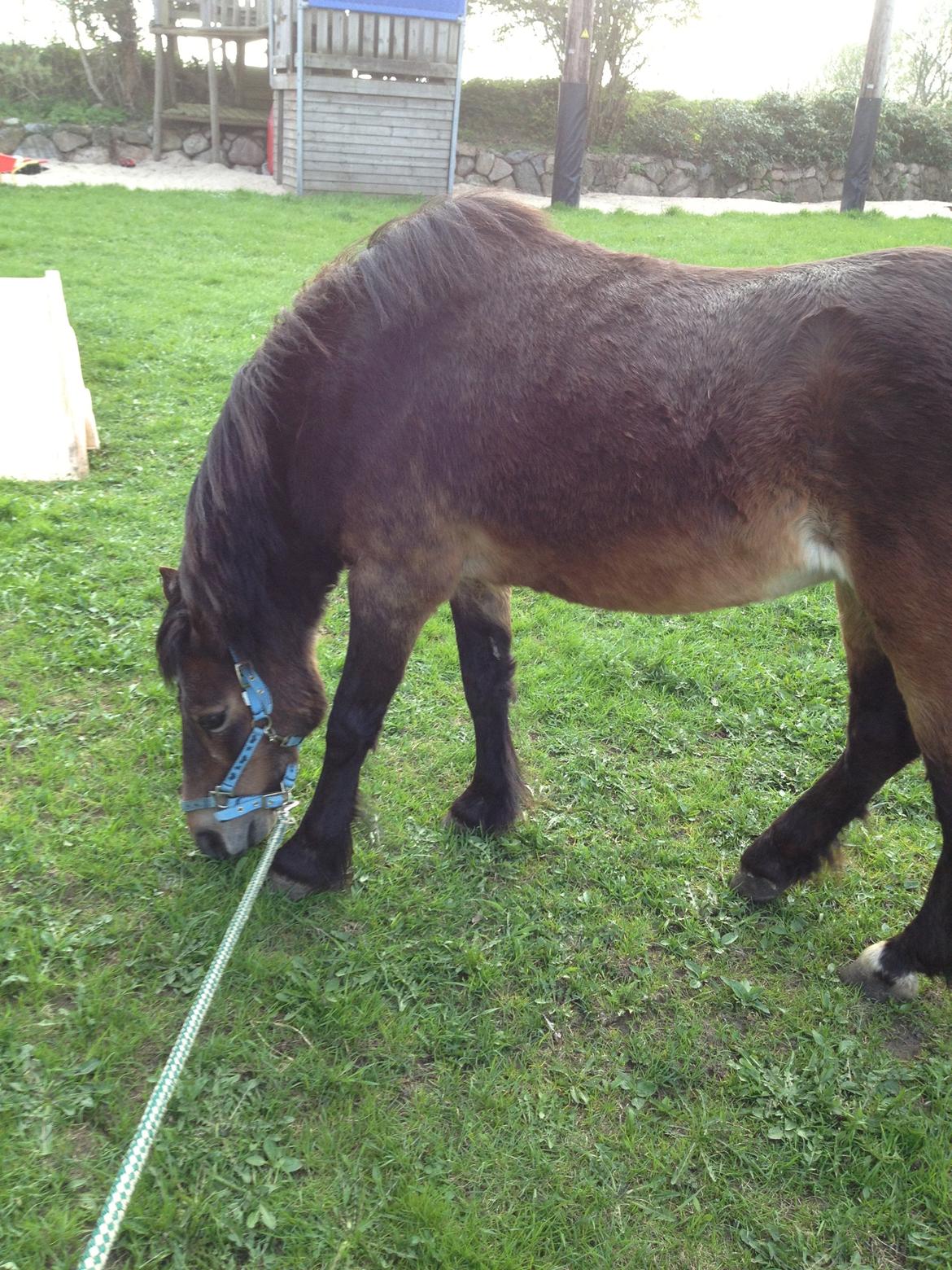 Welsh Mountain (sec A) Dikkie!<3 billede 4
