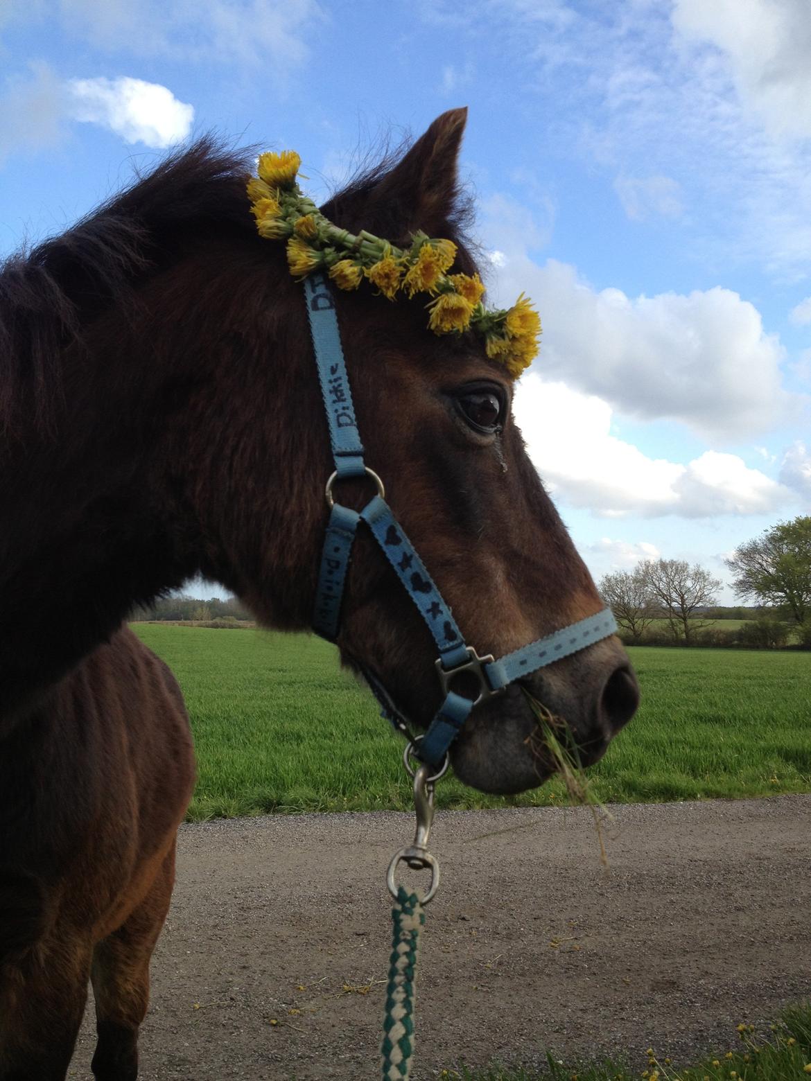 Welsh Mountain (sec A) Dikkie!<3 billede 5