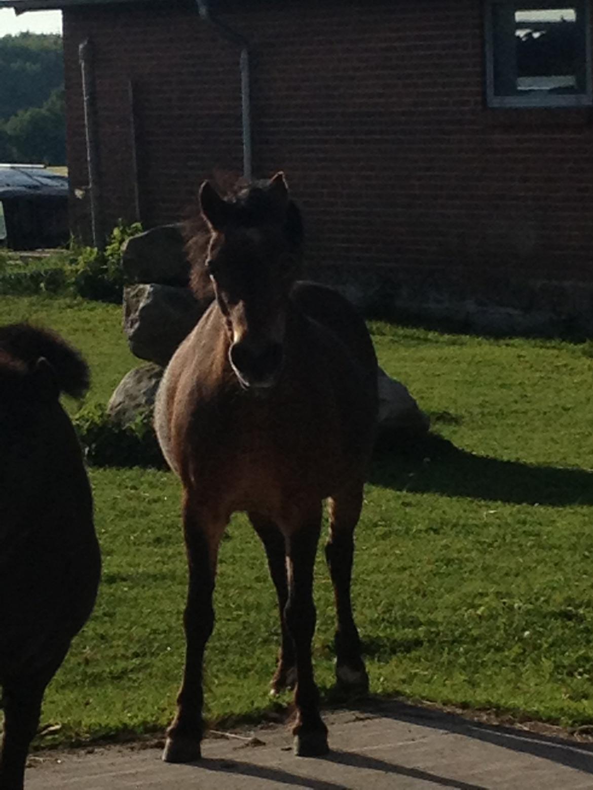 Welsh Mountain (sec A) Dikkie!<3 billede 6