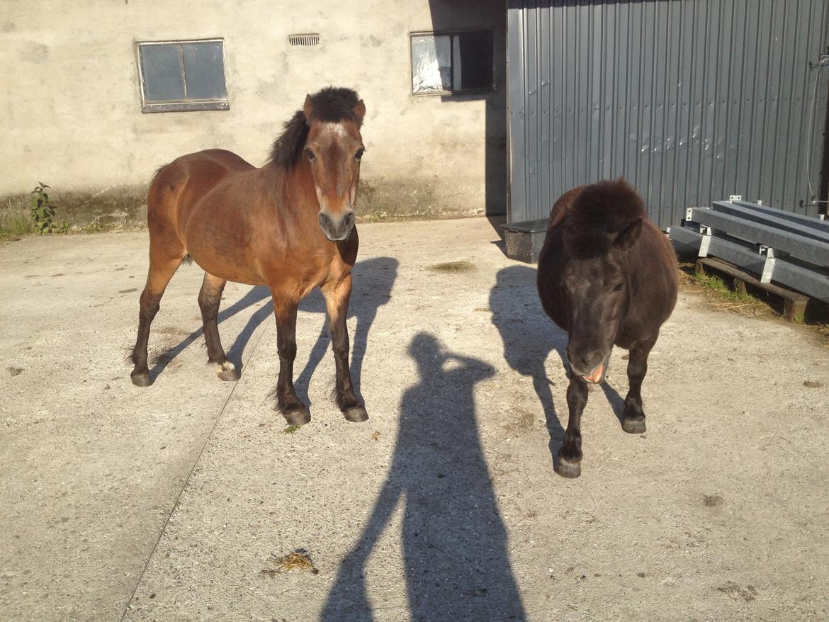 Welsh Mountain (sec A) Dikkie!<3 billede 9