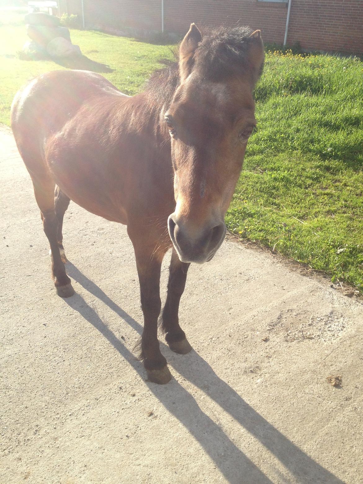 Welsh Mountain (sec A) Dikkie!<3 billede 10