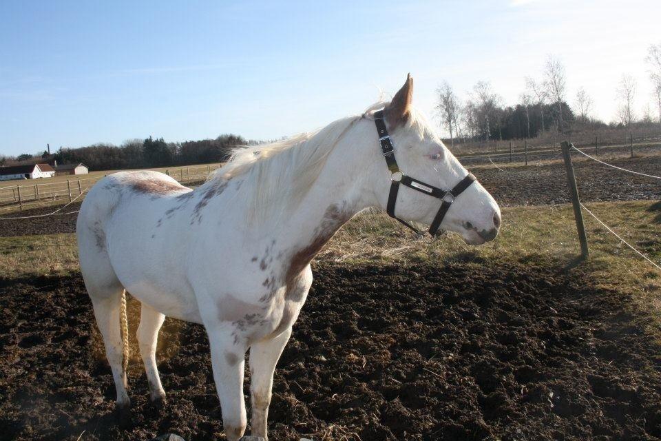 Paint Lee smart enough billede 10