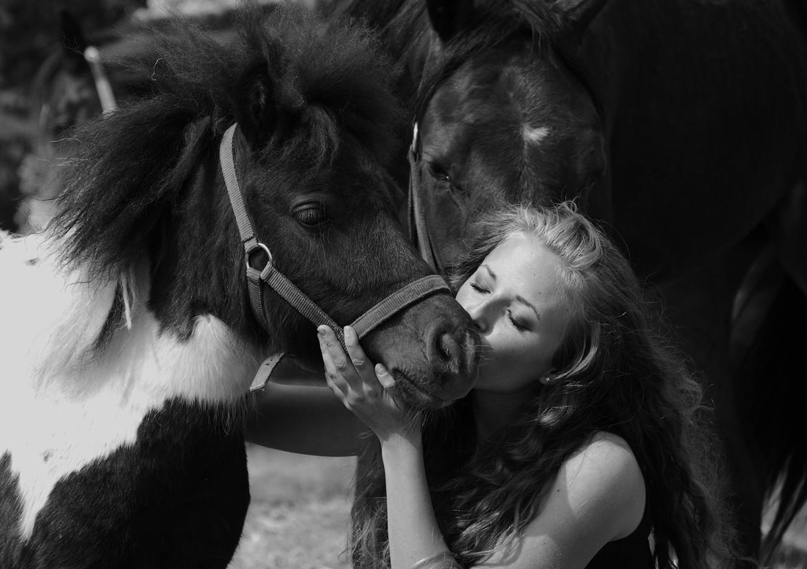 Miniature Shetlænder lille hesten - d. 7 juni 2013. det her måtte jeg slet ikke i starten,  nu nyder han det :) billede 16