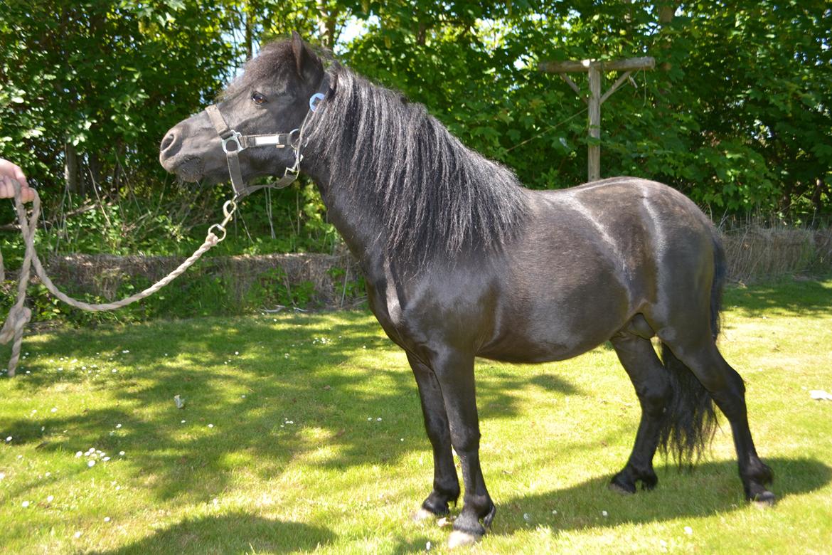 Anden særlig race Standgaardens Lucas. - Velkommen til en super lækker hingst!  billede 1