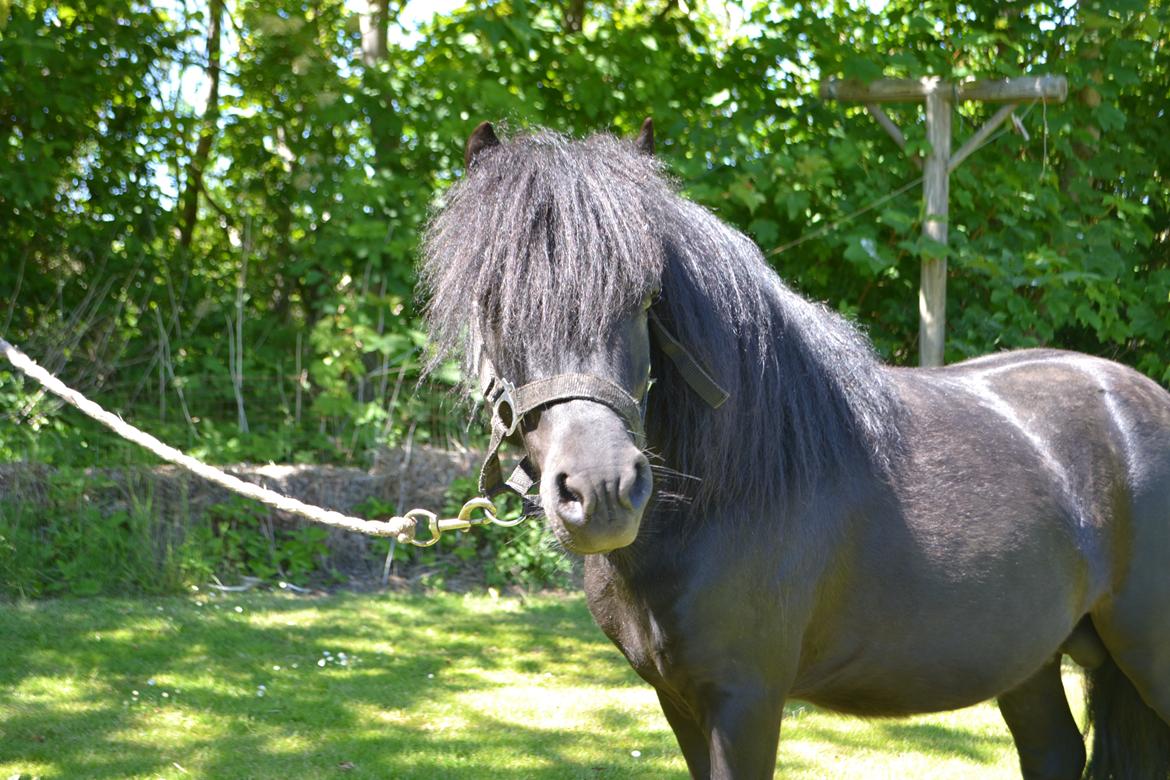 Anden særlig race Standgaardens Lucas. - Fine pony :-)) billede 7