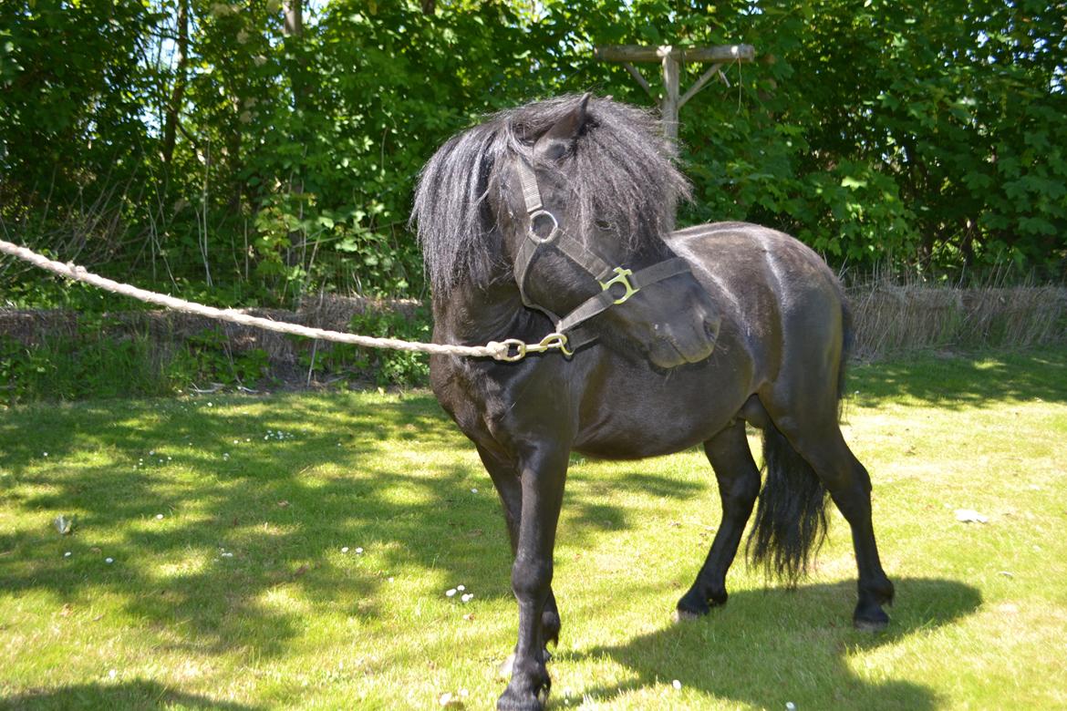 Anden særlig race Standgaardens Lucas. billede 10