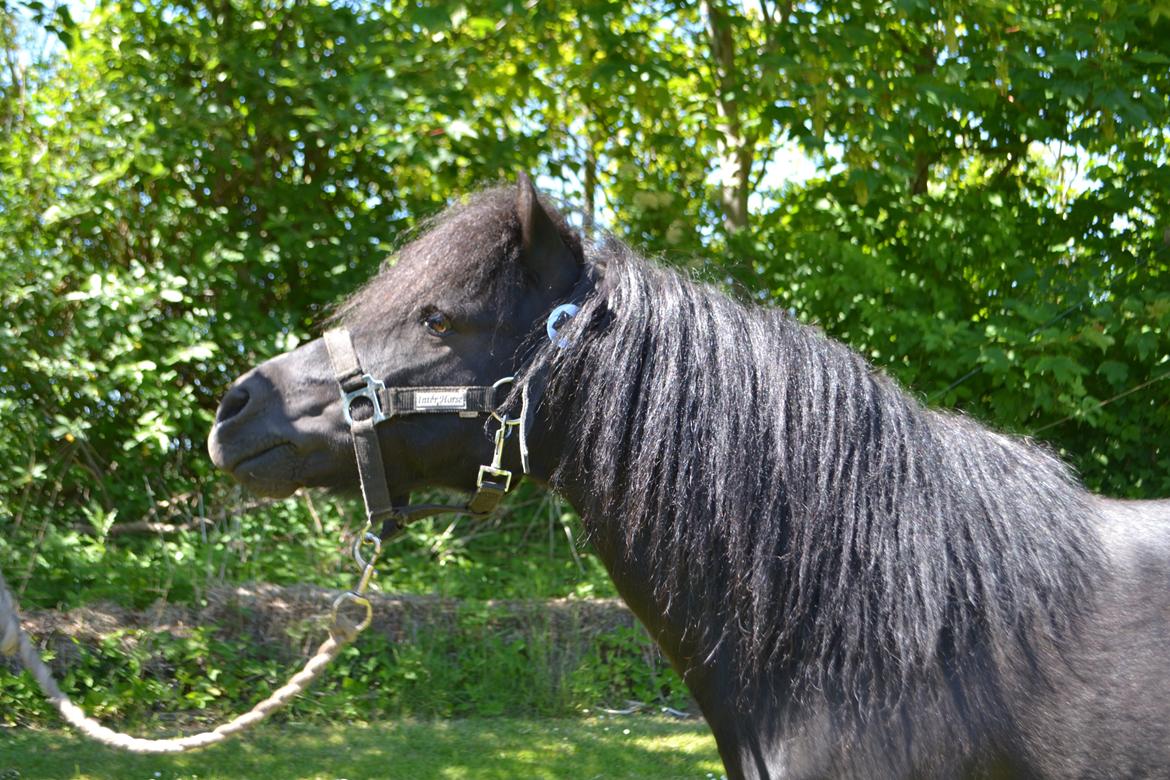 Anden særlig race Standgaardens Lucas. billede 3