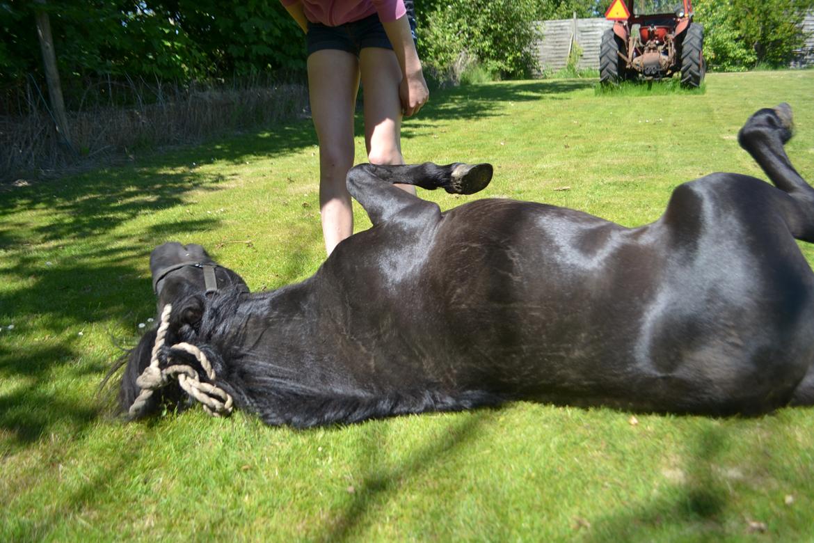 Anden særlig race Standgaardens Lucas. billede 12