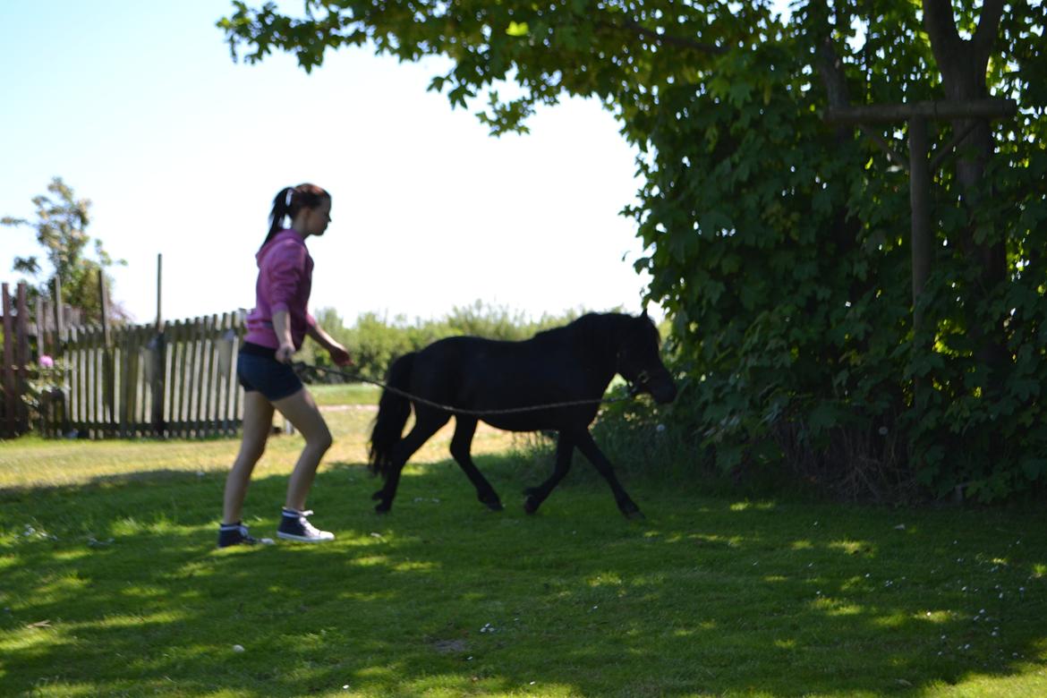Anden særlig race Standgaardens Lucas. - Fin gang :-))
 billede 5