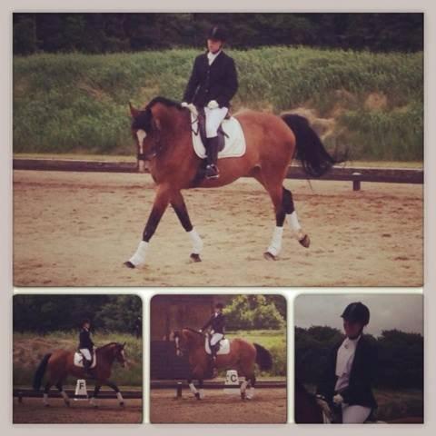 Dansk Varmblod Mew Town Himmelhest  - stævne på vasehus lc1 63.750% billede 1