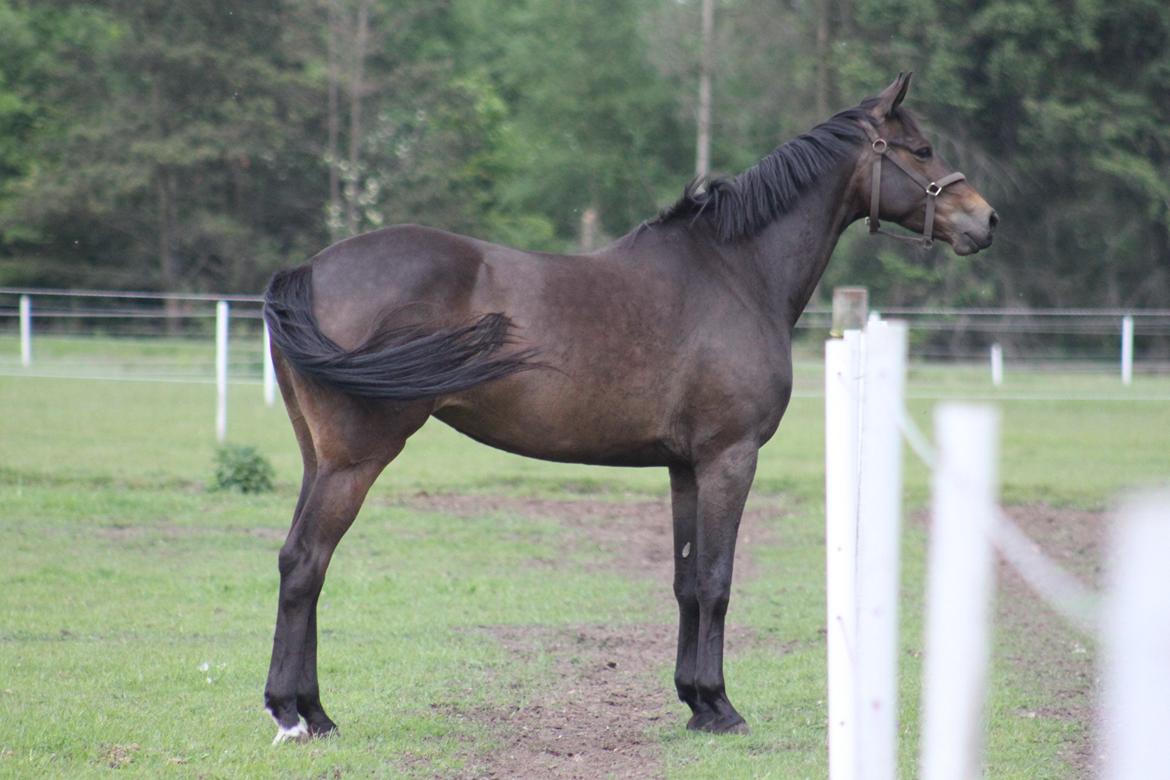 Trakehner Atlina - Foto: Gøtterup's foto
Billederne må ikke bruges uden tilladelse. billede 7