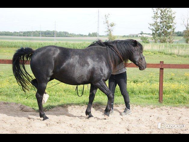 Anden særlig race Gazella RIP - Opstart på "skoleskridt" billede 19