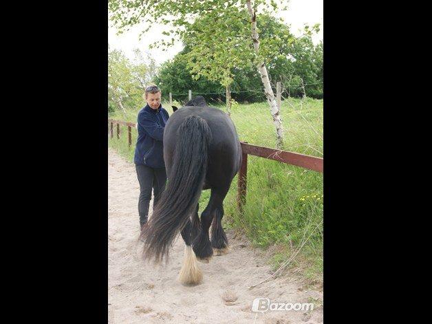 Tinker Zarmora R.i.P - Zarmora i en traversade, juni 2013 billede 20