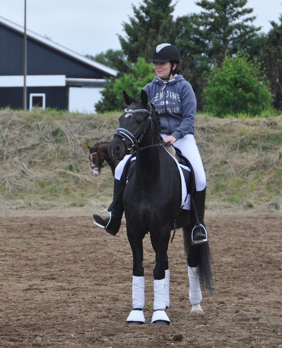 Welsh Partbred (Sec F) Bjerregårds Rhett billede 3