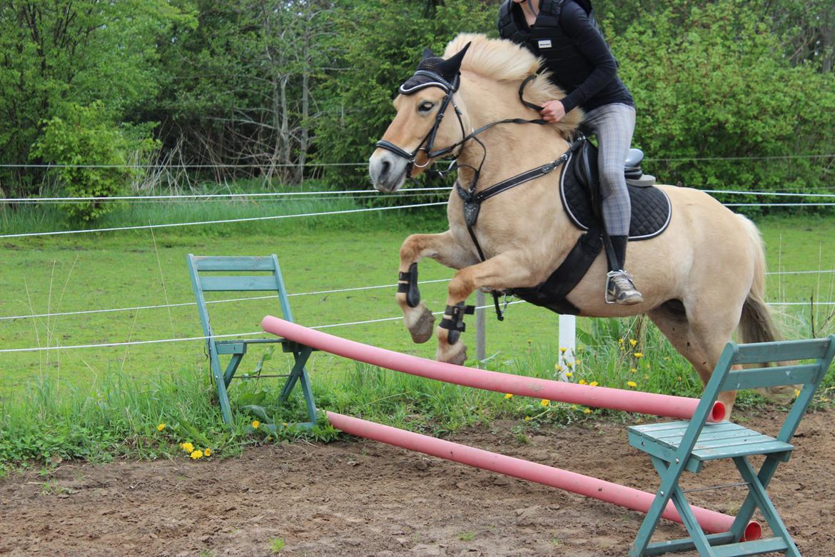 Anden særlig race Golden Dancer - Tøsen i spring;D
-Rytteren på billedet er min lillesøsters veninde, som normalt rider islænder;D billede 9