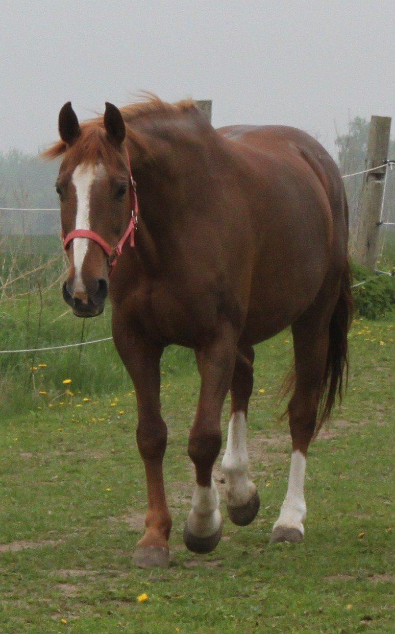 Dansk Varmblod Arizona - AHA der er noget der nede! billede 10