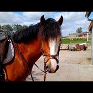 New Forest Staldgassums Jackpot