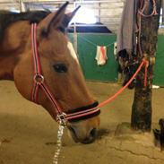 Dansk Varmblod Sasha