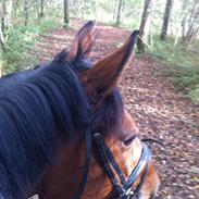 Dansk Varmblod Sasha