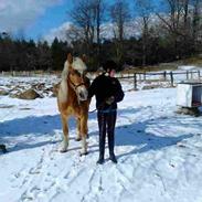 Haflinger Colibri