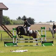 Anden særlig race Lukas