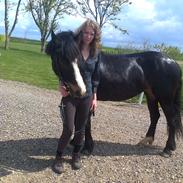 Koldblodstraver Bella