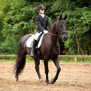 Anden særlig race Tyson