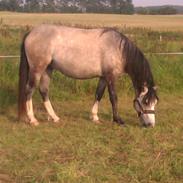 Welsh Pony af Cob-type (sec C) Holmgaardens remember lyn