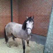 Welsh Pony af Cob-type (sec C) Holmgaardens remember lyn