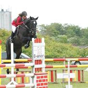 Dansk Varmblod Carnival Lox *BRDH*