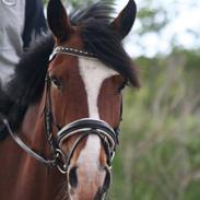 Irsk Sportspony Knockcullen Lass | B-pony |