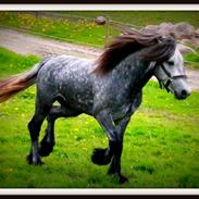 Fell pony Dalewin Mcfly