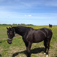 Dansk Varmblod Blades Danubia