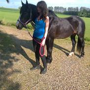 Koldblodstraver Bella