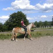 Haflinger Colibri