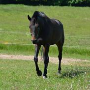 Dansk Varmblod Pireus Sødovergård